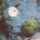 69- Deux poissons papillon 